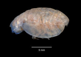 Image of Amphipoda