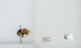 Image of Bombus opifex Smith 1879