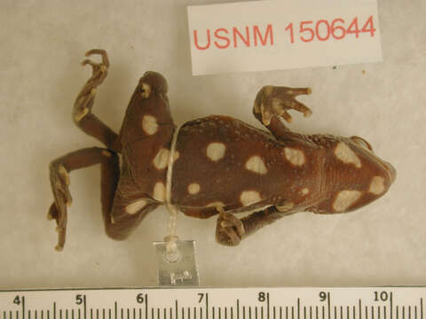 Image of Atelopus marinkellei Cochran & Goin 1970