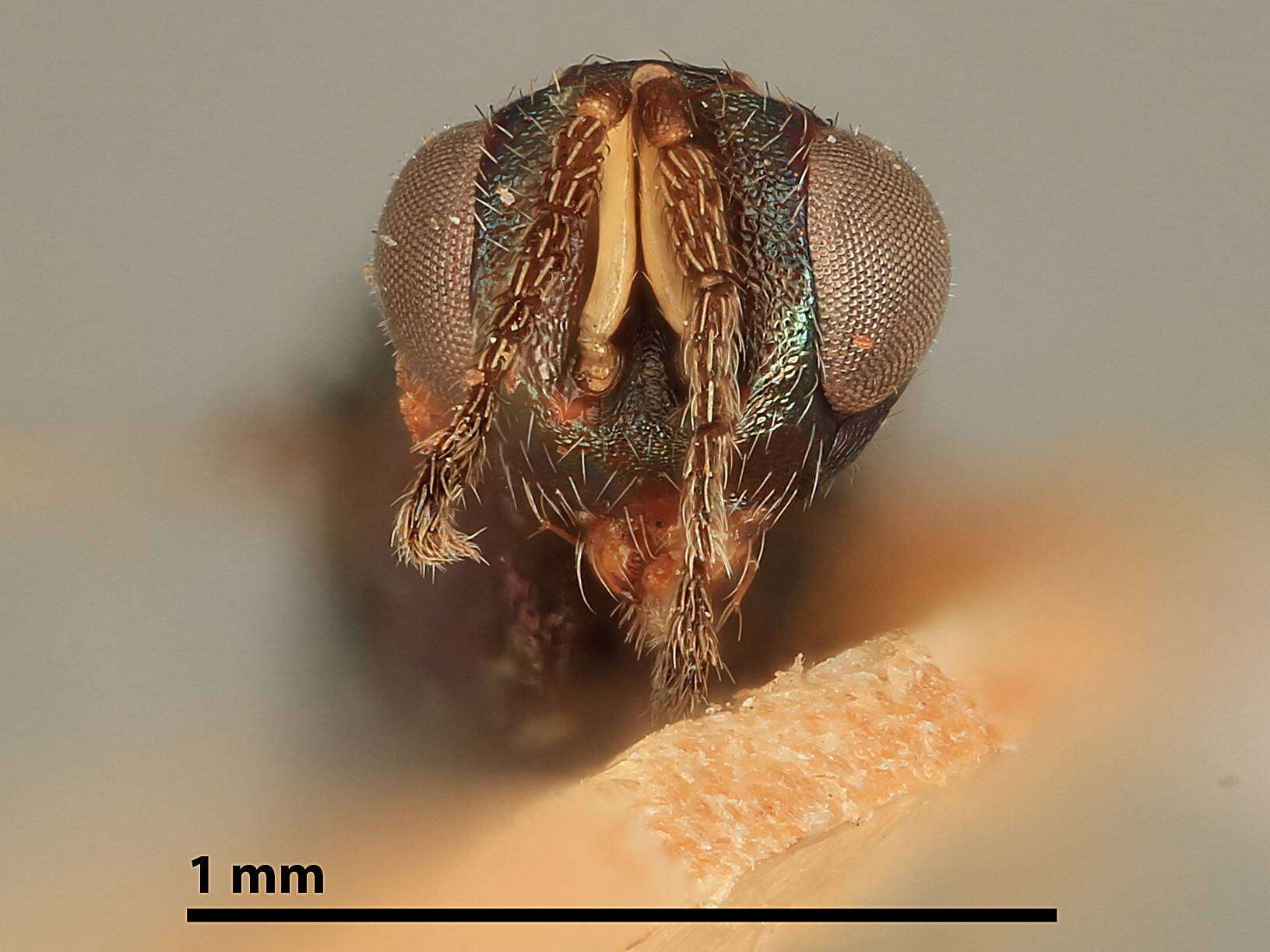 Imagem de Sympiesis stigmatipennis Girault 1917