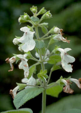 Image of mountain phyllostegia