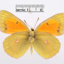 Image of Colias erschoffi Alphéraky 1881