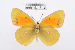 Plancia ëd Colias erschoffi Alphéraky 1881