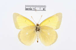 Image of Alexandra's Sulphur