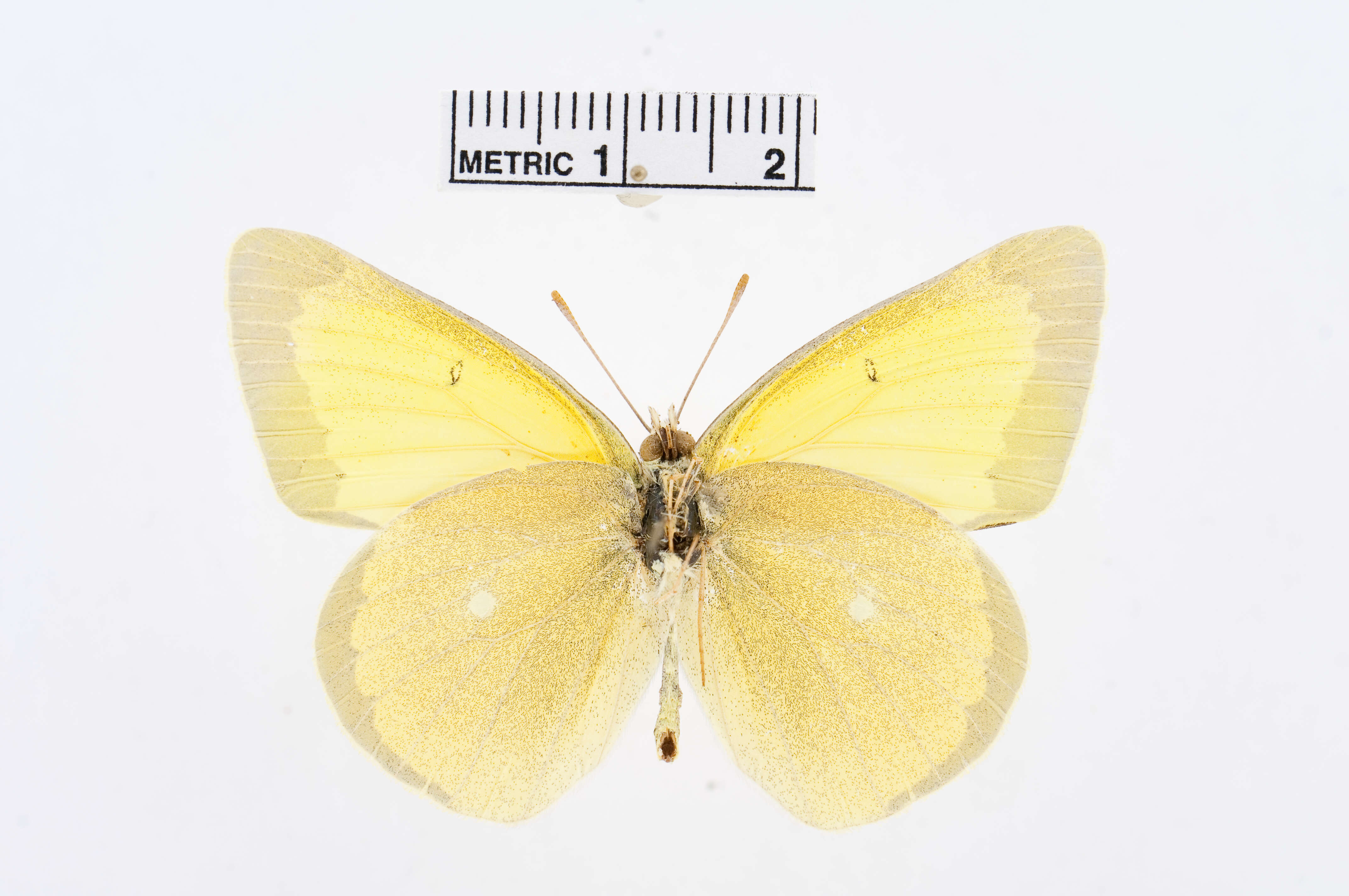 Image of Alexandra's Sulphur