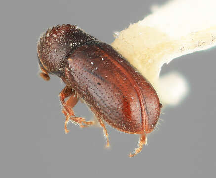 Image of Pityophthorus festus Wood 1967