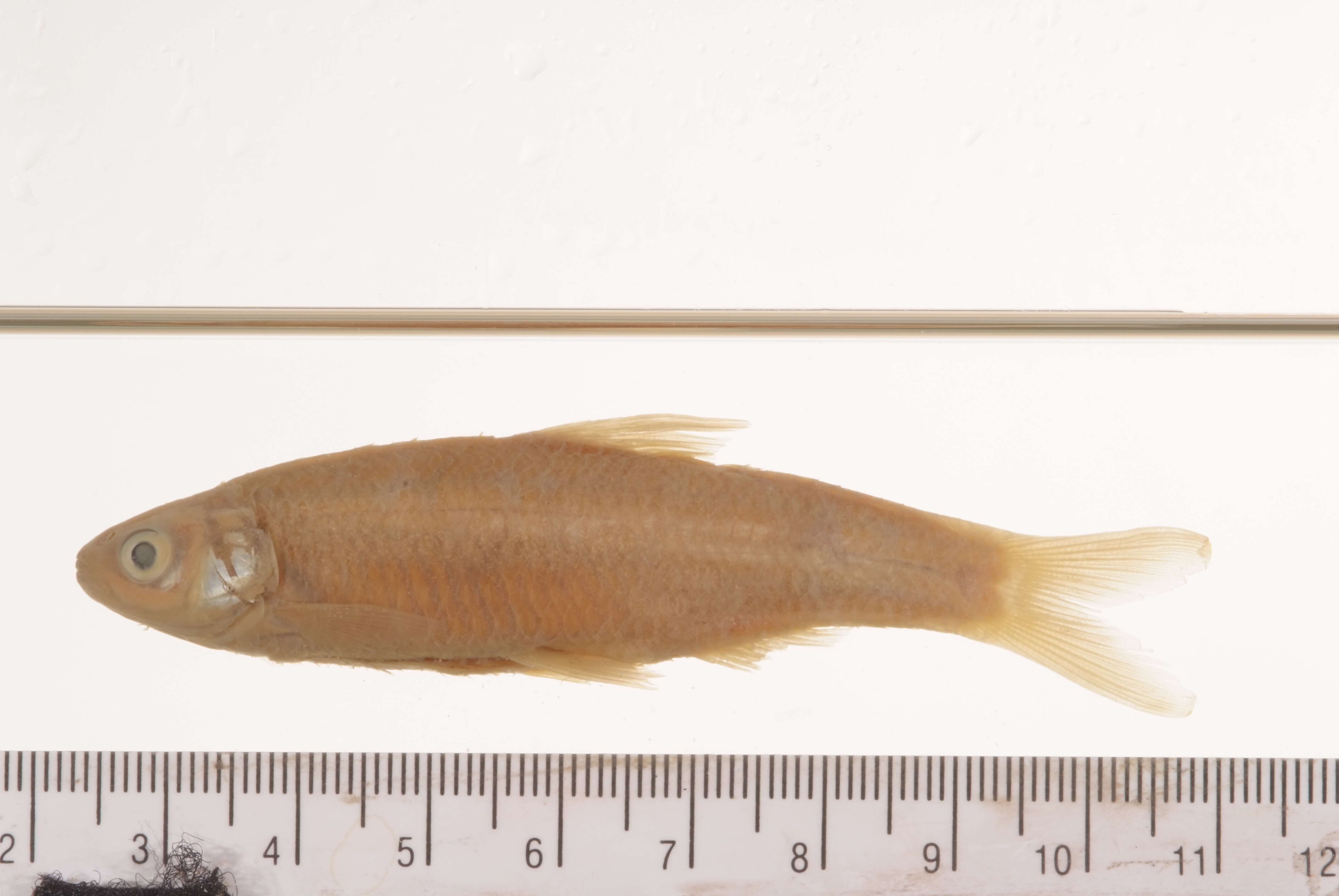 Sivun Notropis shumardi (Girard 1856) kuva