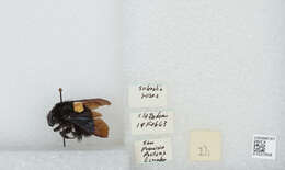 Image of Bombus morio (Swederus 1787)