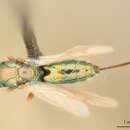 صورة Monodontomerus parkeri Grissell 2000