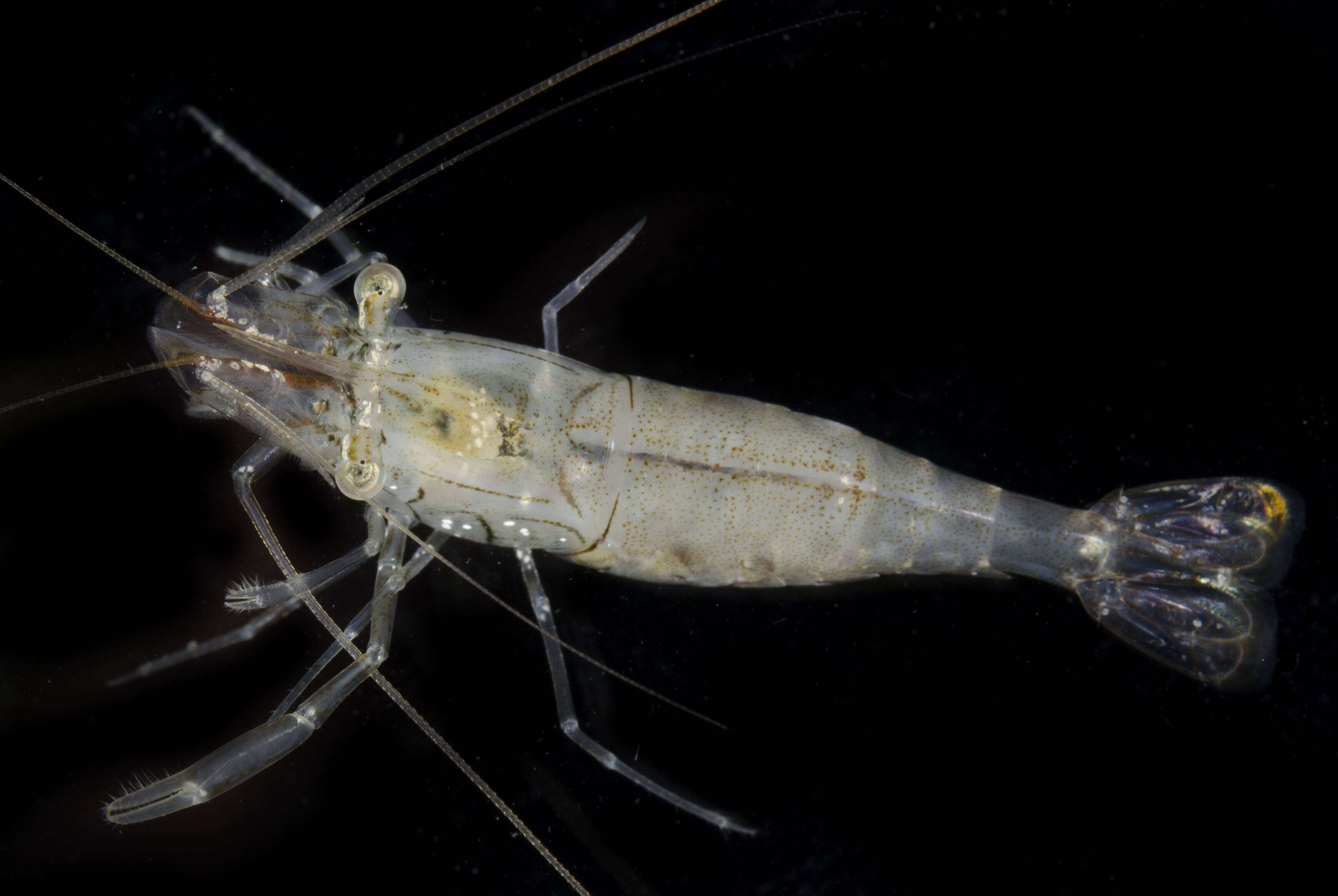 Image of common grass shrimp