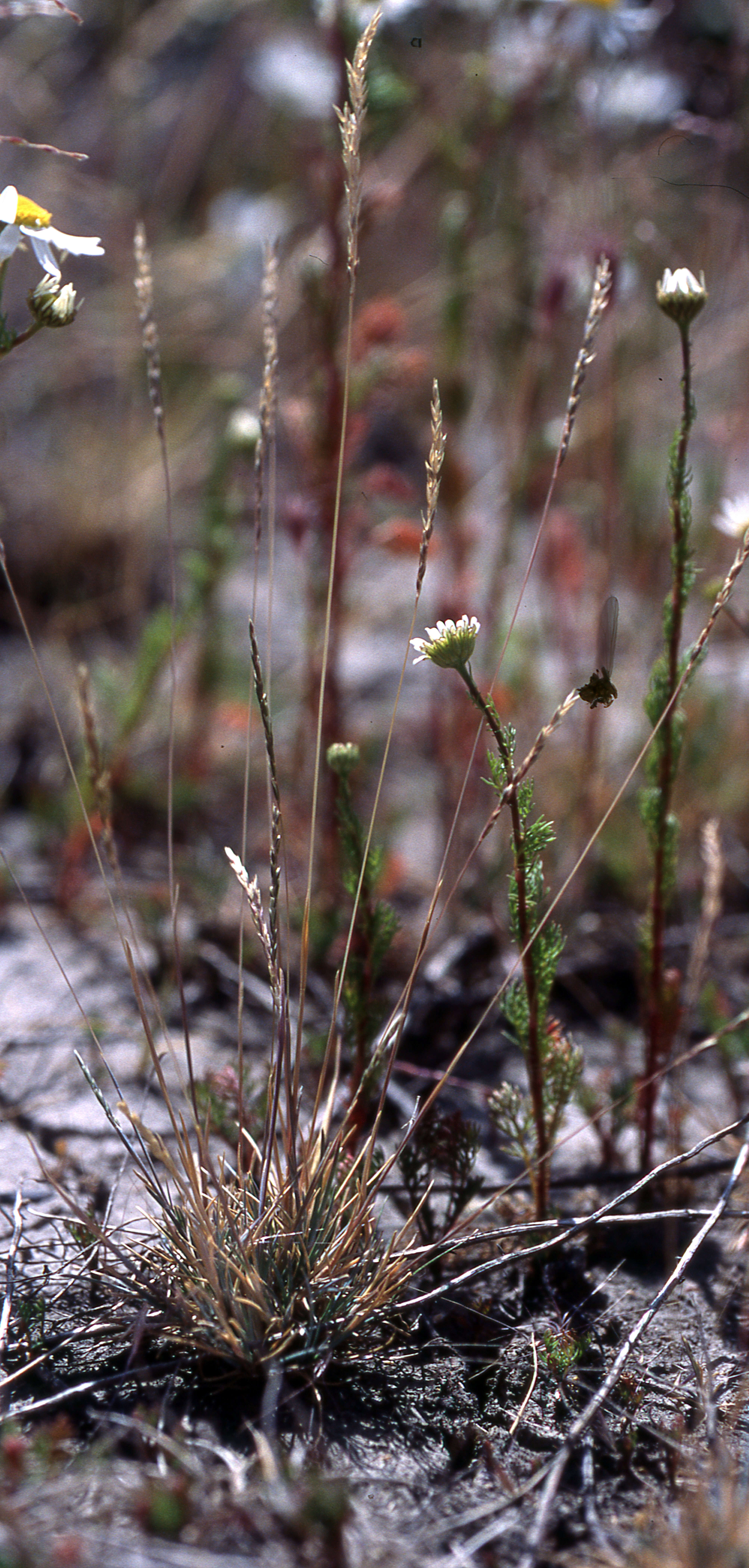 Слика од Poa atropidiformis Hack.