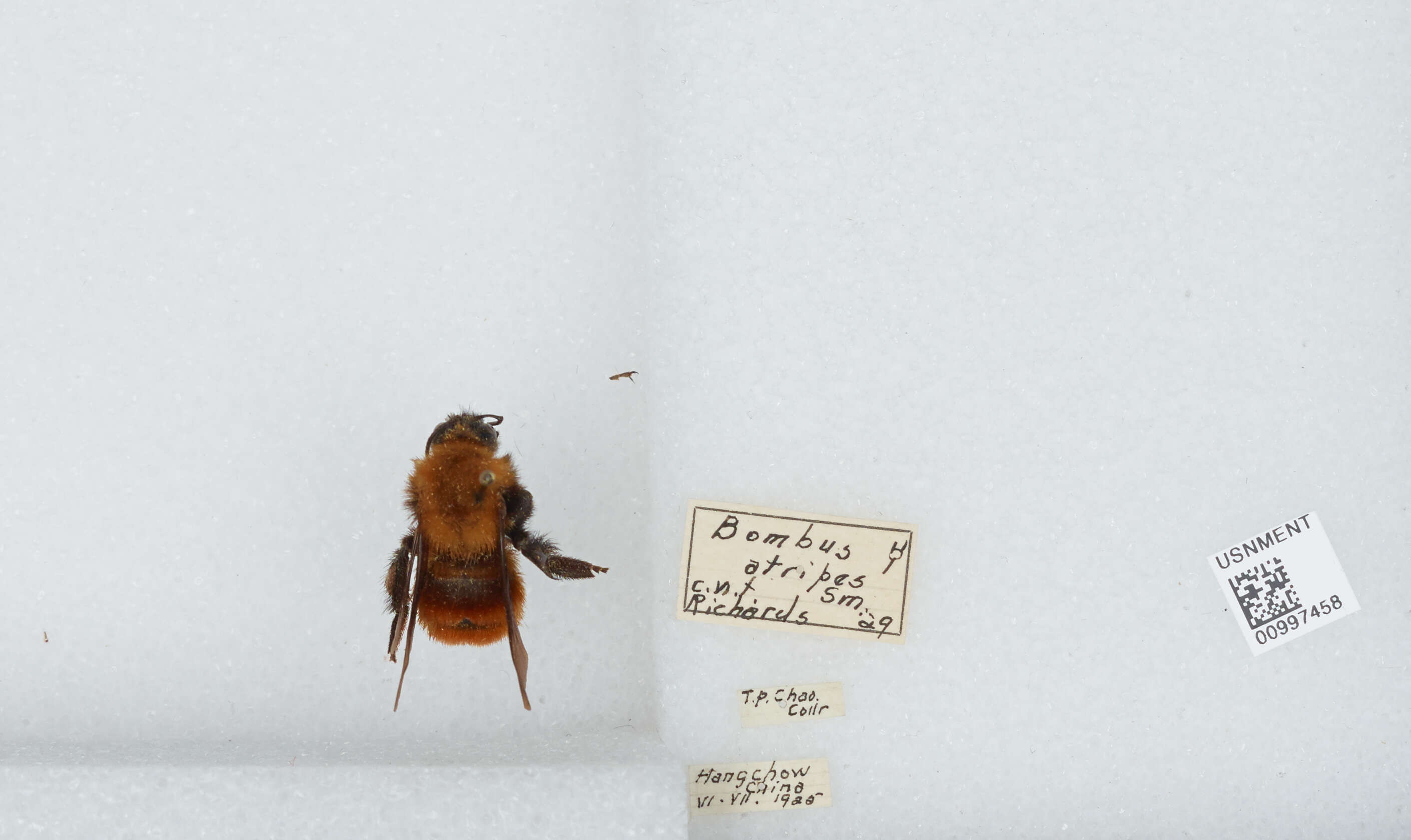 Image of Bombus atripes Smith 1852