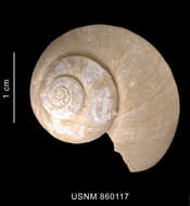 Image of Falsilunatia benthicola (Dell 1990)