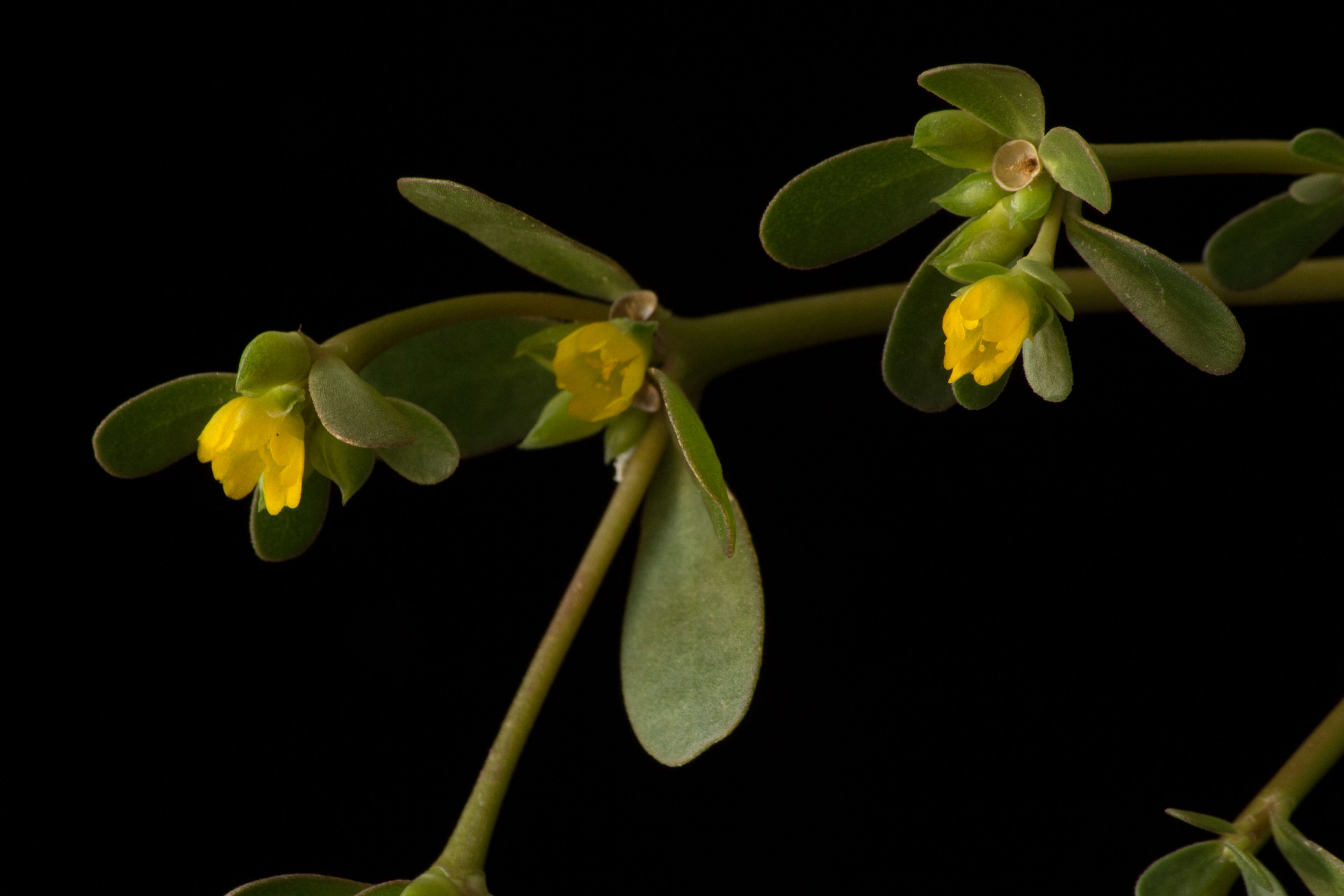 Image of common purslane