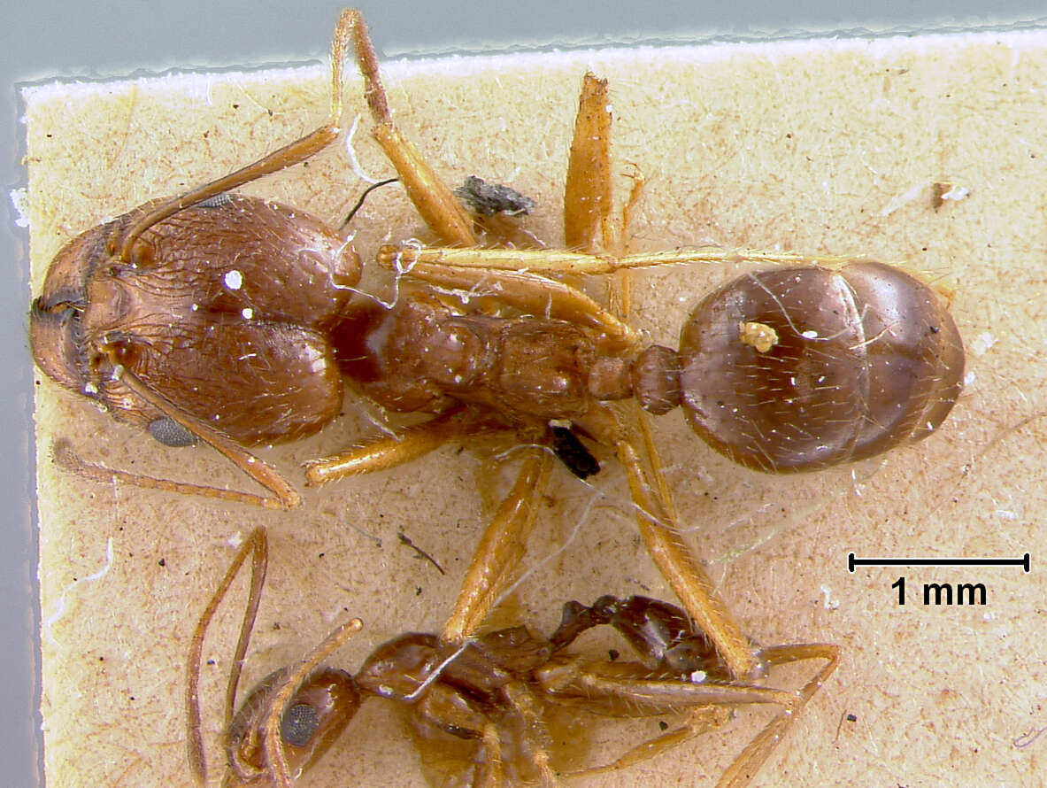 Image of Pheidole desertorum Wheeler 1906