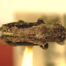 Image of Mycerinopsis signatipennis (Fisher 1927)