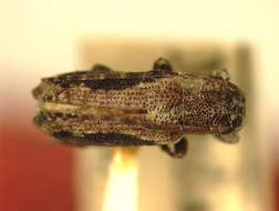 Mycerinopsis signatipennis (Fisher 1927) resmi