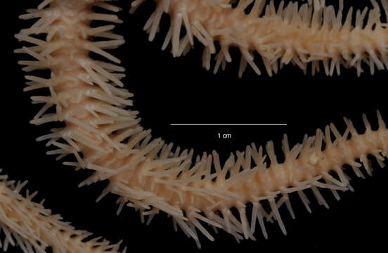 Image de Ophiacantha vivipara Ljungman 1871