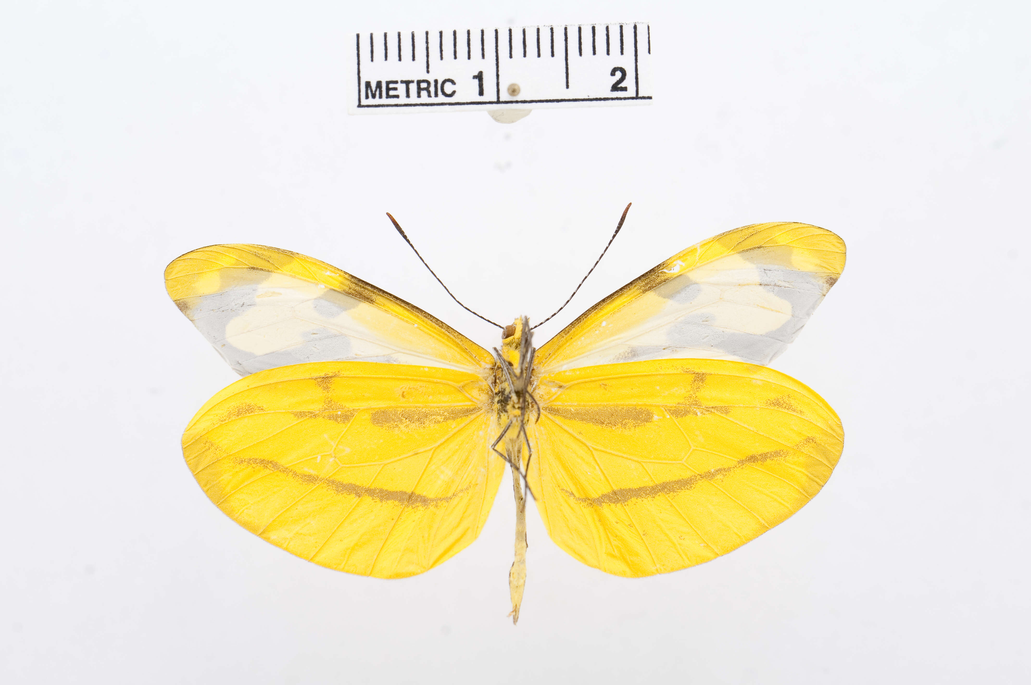 Image of Enantia clarissa (Weymer 1895)