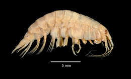 Image of Amphipoda