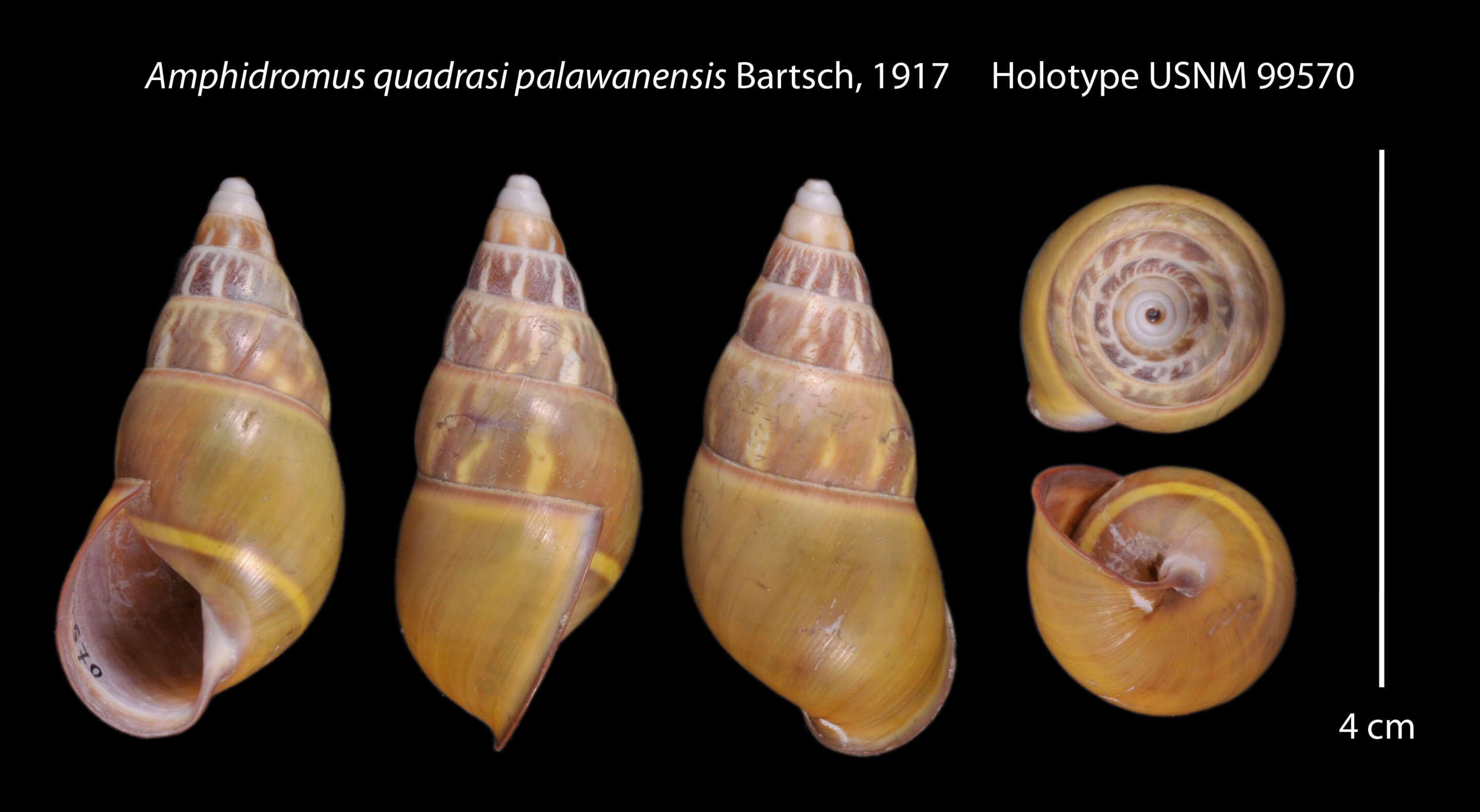 Image of <i>Amphidromus quadrasi palawanensis</i> Bartsch