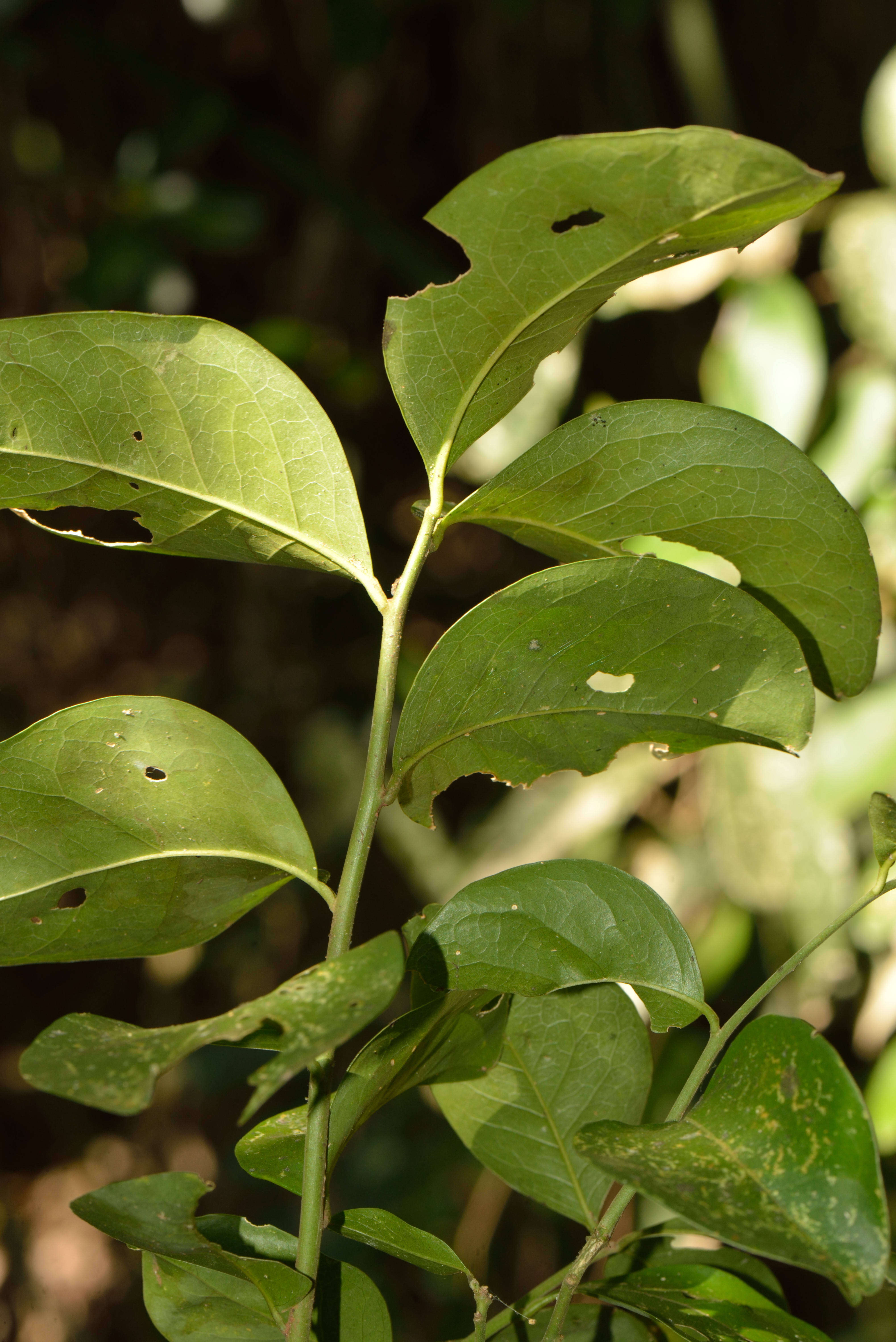 Image of Seguieria Loefl.