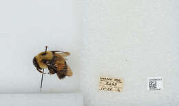 Слика од Bombus affinis Cresson 1864