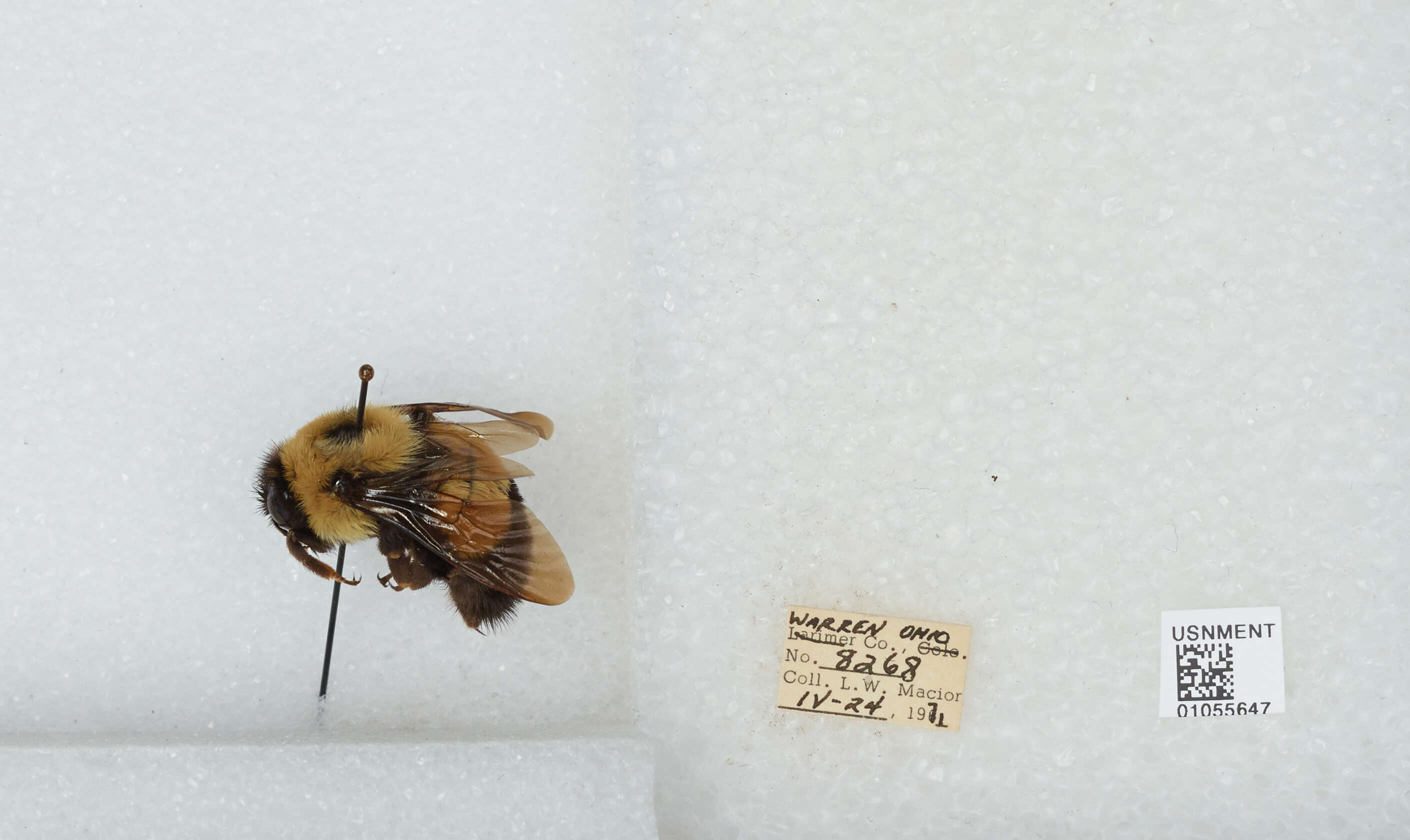 Слика од Bombus affinis Cresson 1864