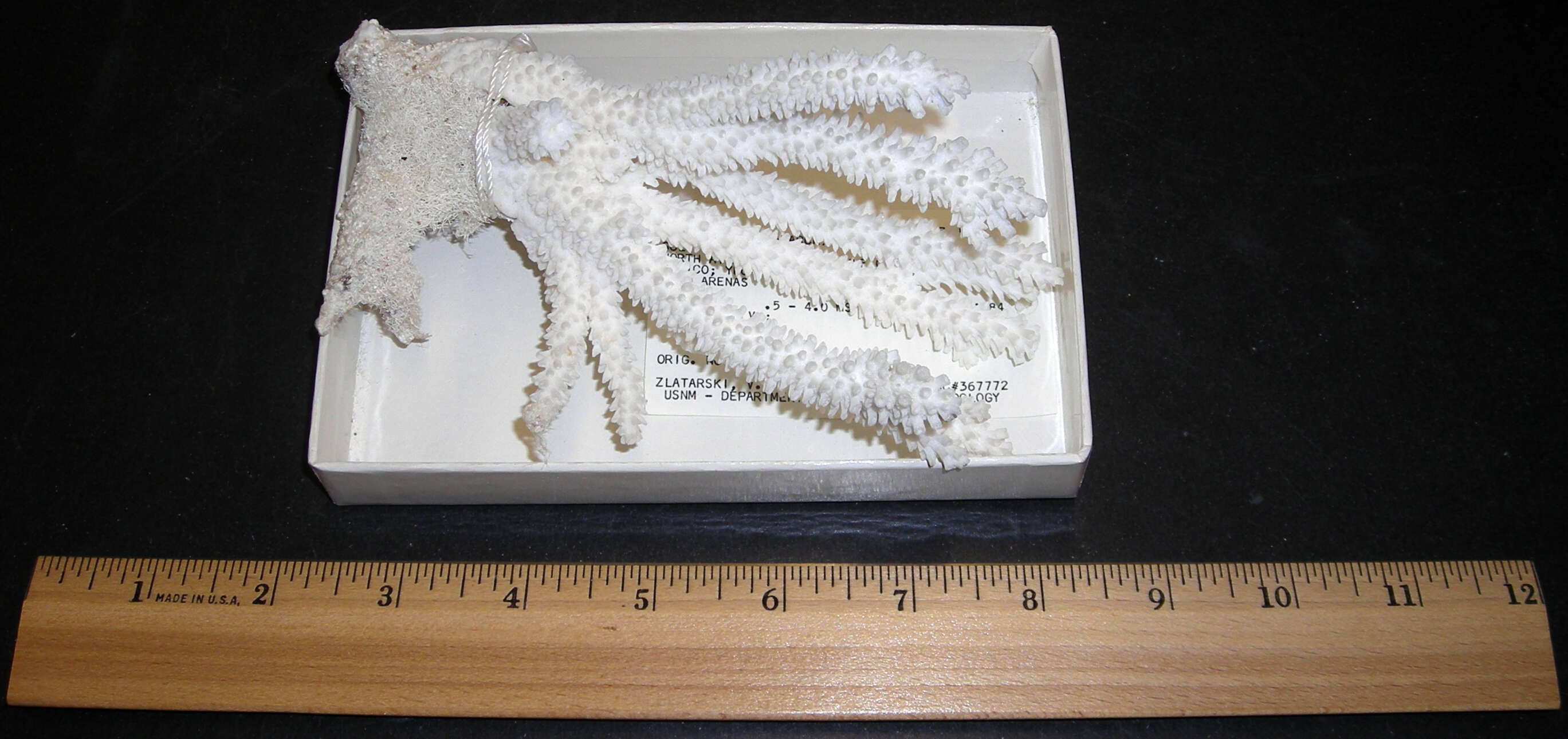 Image of Staghorn Coral