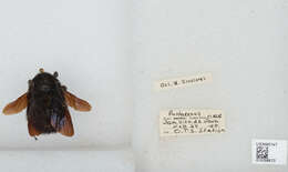 Image of Bombus pullatus Franklin 1913