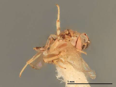 Слика од Metaphycus lichtensiae (Howard 1896)