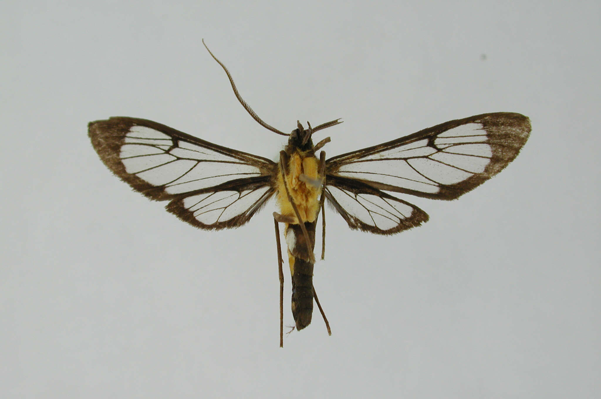 Image of Sarosa annotata Dognin