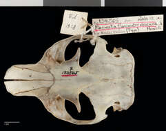 Image de Marmota flaviventris obscura A. H. Howell 1914