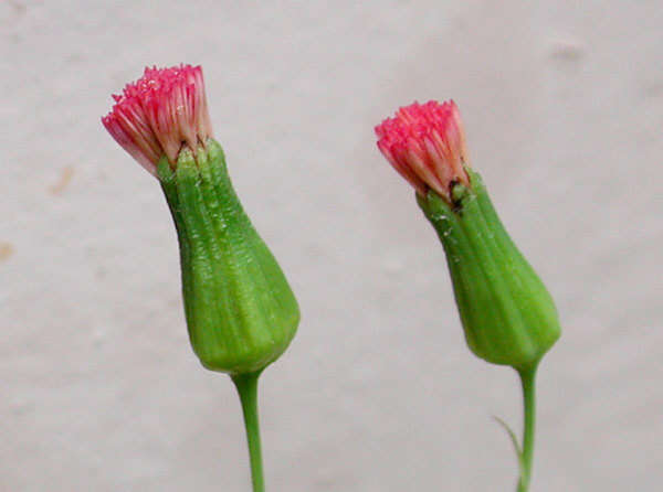 Image of Emilia sonchifolia (L.) DC. ex Wight