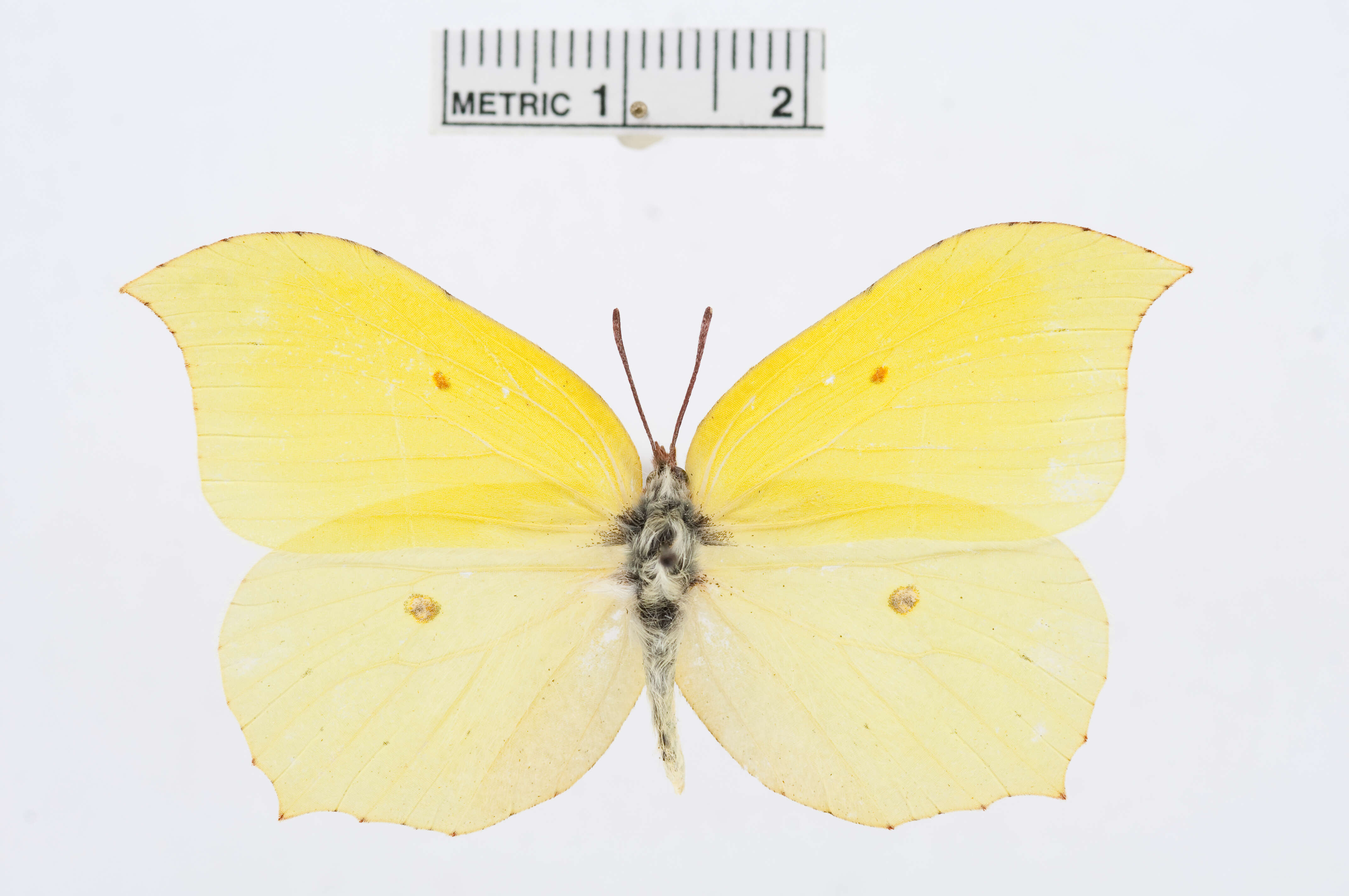 Image of Gonepteryx aspasia Ménétriès 1859