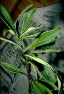 Image of Single-Nerve Peperomia