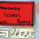 Image of Demonax bakeri Aurivillius 1922