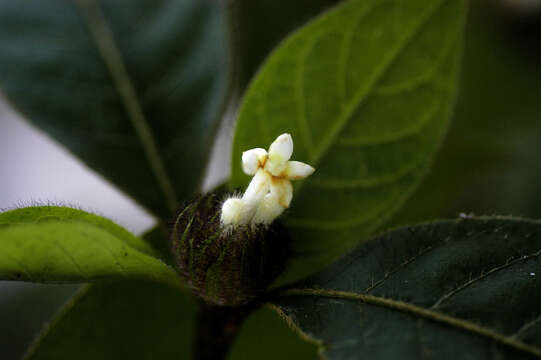 Plancia ëd Psychotria trichocephala Poepp.