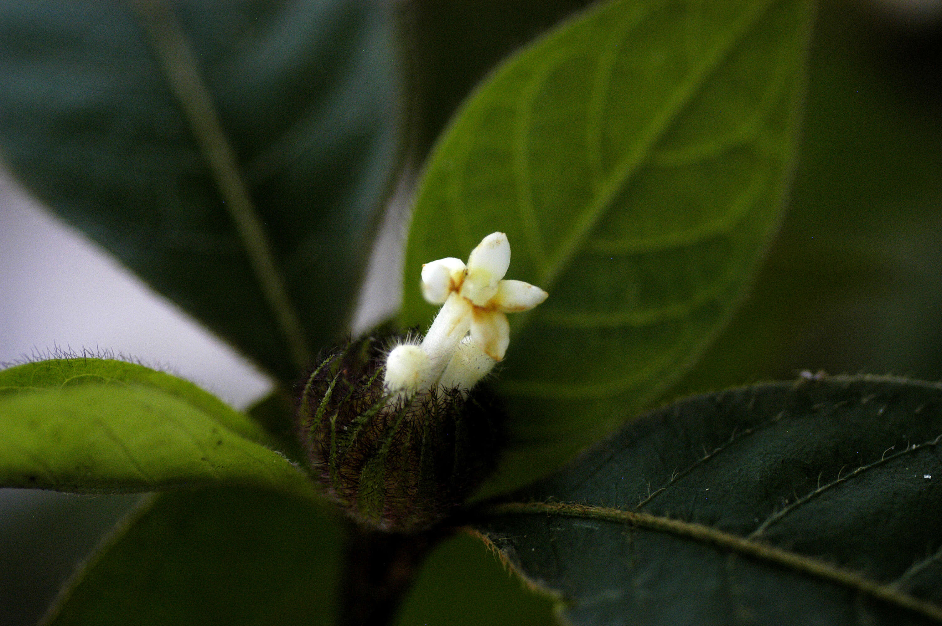 Image of Psychotria trichocephala Poepp.