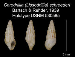 Image of Lissodrillia schroederi (Bartsch & Rehder 1939)