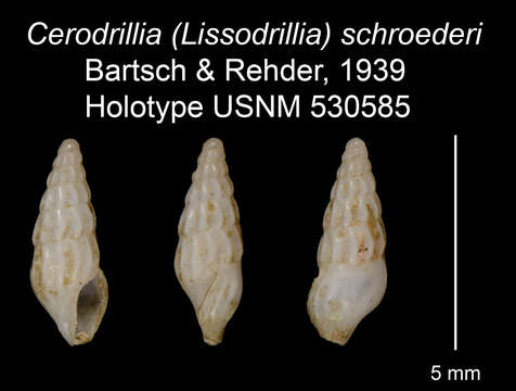 Image of Lissodrillia schroederi (Bartsch & Rehder 1939)