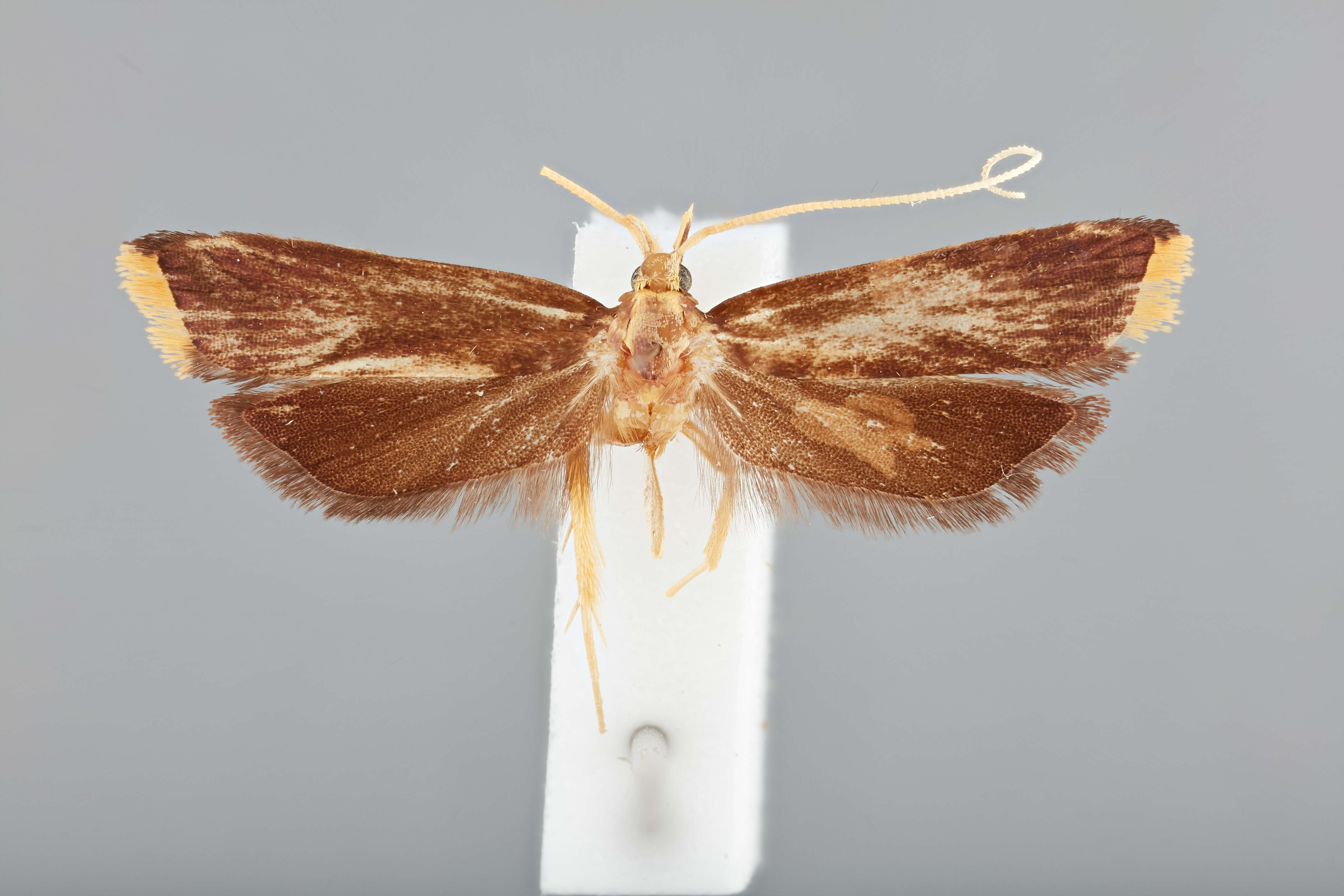 Image of Lecithocera brunneibella Park 2012