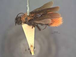 Plancia ëd Dasymutilla phya (Cameron 1895)