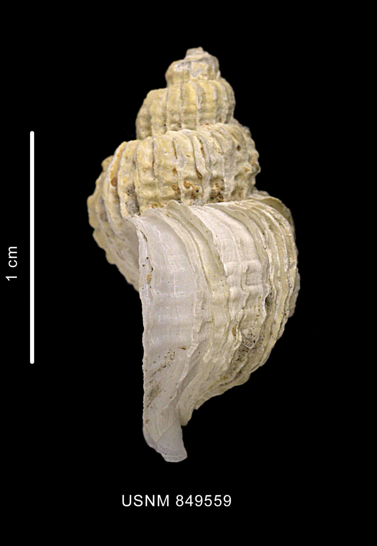 Image of Trophon leptocharteres P. G. Oliver & Picken 1984