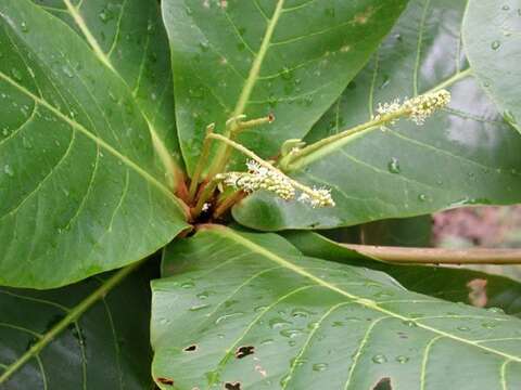 Image of tropical-almond