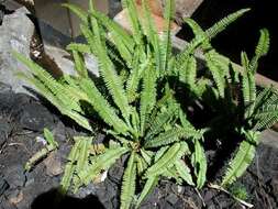 Image of narrow swordfern