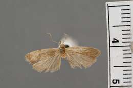 Image of Glyphidocera salinae Walsingham 1911