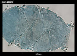 Image de Echiniscus capillatus Ramazzotti 1956