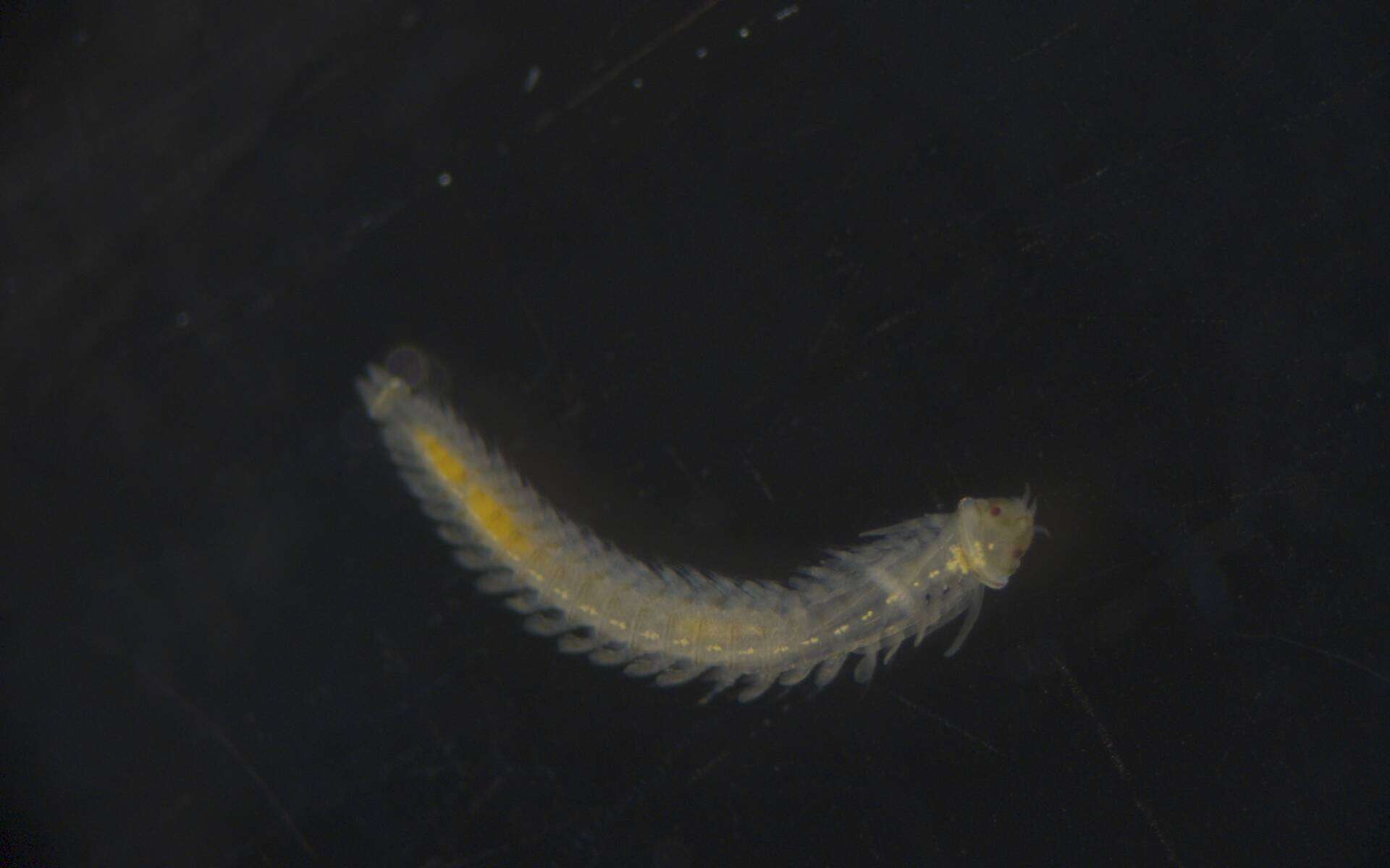 Image of Phyllodocidae