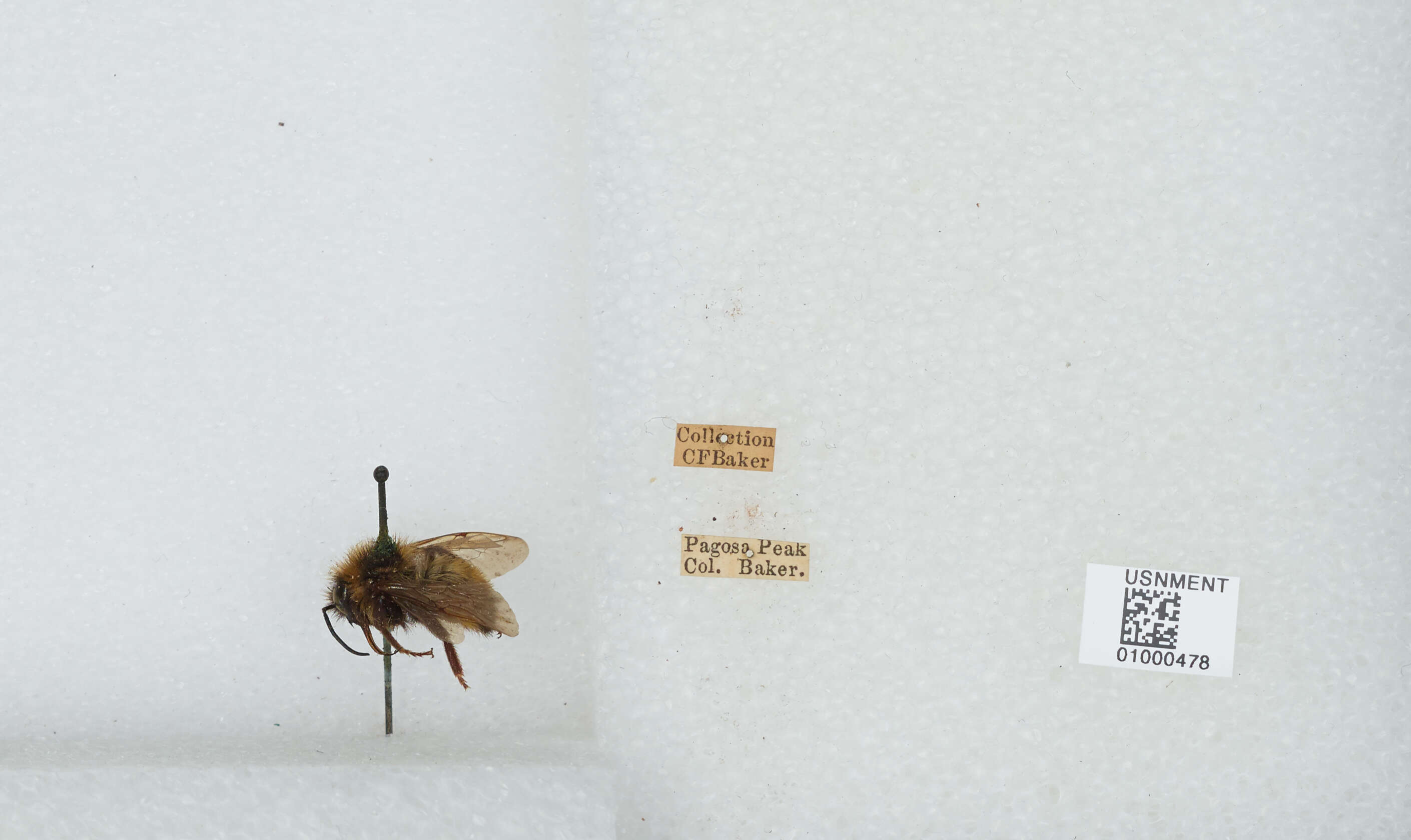 Image de Bombus insularis (Smith 1861)